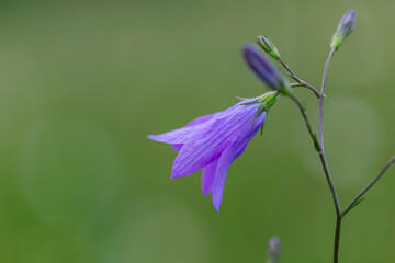 Wall Mural - Campanula patula or spreading bellflower is a plant species of the family Campanulaceae. Spreading bellflower (Campanula patula) in the summer meadow. 
