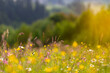 Summer concept. Blooming meadow of colorful wild flowers and herbs on a background of forest and mountains. Carpet of summer flowers in the glade