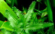 close up of fern leaf Lygodium flexuosom