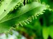 close up of a leaf Lygodium flexuosom