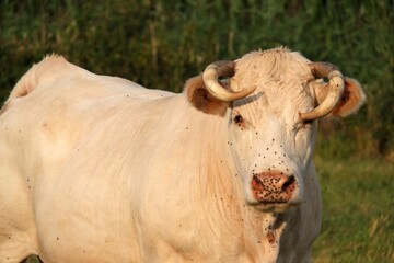 Sticker - Jolie vache Charolaise avec des cornes courbées.