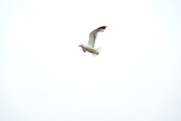 Galician native seagull flying with clear sky