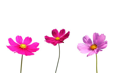 Wall Mural - isolated cosmos flowers on white background.
