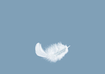 Wall Mural - Light fluffy a white feather floating in the air with copy space. Feather abstract freedom concept background.