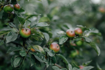 Green apples on a branch ready for harves.