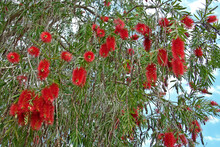Flowers Of Callistemon Viminalis In Bloom On Tree