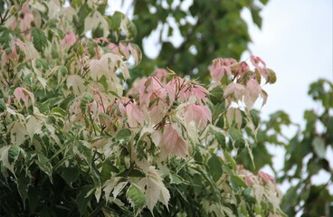 flower, pink, nature, flowers, garden, rose, spring, blossom, plant, green, flora, tree, bloom, white, beauty, summer, blooming, bush, floral, roses, colorful, natural, purple, red, color