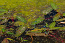 Mating Azure Damselflies, Coenagrion Puella