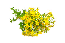 St. John’s Wort (Hypericum Perforatum), Flowering Plant With Yellow Flowers, Healing Herb