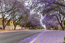 Jacaranda Trees Are Very Beautiful Symbolic Trees In Spring Season , South Africa 