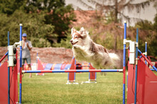 Border Collie Is Jumping Over The Hurdles. Amazing Day On Czech Agility Competition.
