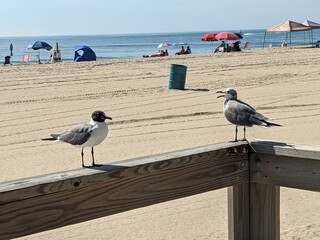 Two seagulls overlooking a beach