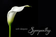 Sympathy card with white calla isolated on black background