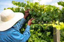 Woman Inspecting Fruit Tree On Farm