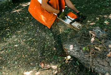 Wall Mural - Old dangerous trees are being removed in cities. The process of sawing a tree trunk.