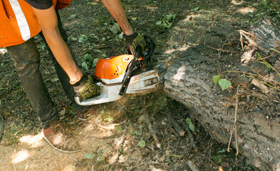 Wall Mural - Old dangerous trees are being removed in cities. The process of sawing a tree trunk.