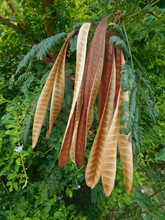 Dried Brown Seed Pods Of Albizia Tree. Golden Seed Pods Of Mimosa , Persian Silk Tree Or Albizia Lebbeck. Also Callled Happiness Herb, Flea Tree, Frywood, Koko And Woman's Tongue Tree.