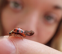 Closeup Of Ladybug On A Hand In Front Of Someone's Face
