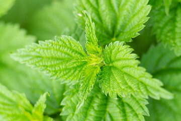 Wall Mural - background mint bush openwork and long, green leaves close-up spring design, spicy herbs