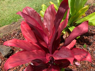  Red Hawaiian Ti Leaves