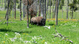 Fototapeta  - Closeup View of a Bison at Yellowstone, Wyoming, USA