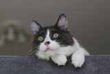 Fototapeta Koty - Domestic shorthair cat lying and relaxing on cat tower. Blurred background. Relaxed domestic cat at home, indoor
