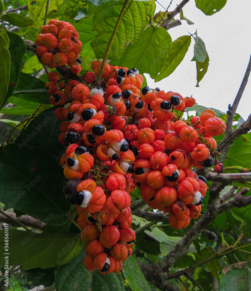 fruit of the amazonian aphrodisiac plant, the guarana. A fruit that seems  to have eyes to observe everyone. Photo taken in the city of Maus. Stock  Photo | Adobe Stock