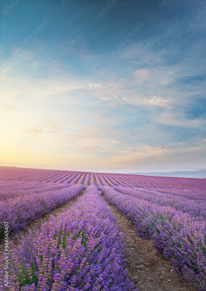 Meadow of lavender at morning light. - obrazy, fototapety, plakaty 
