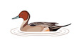 Wild duck bird vector illustration. Flat design.