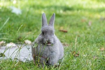 one adorable grey bunny sitting on green grass ground chewing something in its mouth 