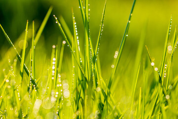 Dewy grass in the morning light