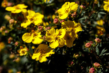 Petal of blooming flower in garden