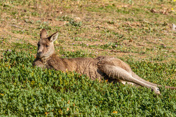 Wall Mural - Eastern Grey Kangaroo resting