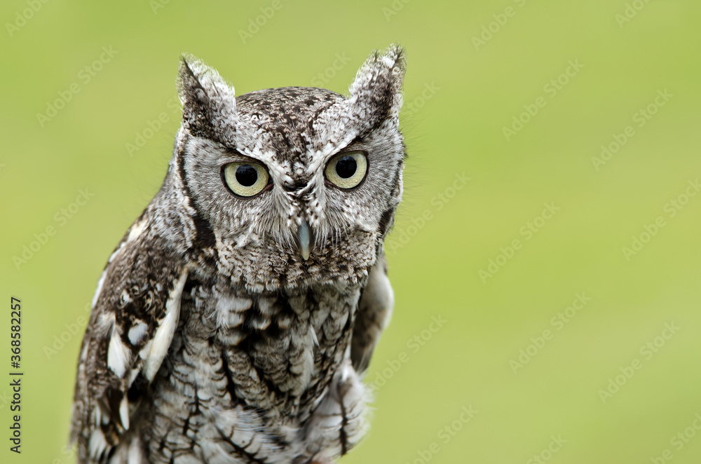 Portrait of Eastern Screech Owl (Megascops asio), on natural green background. Copy space. - obrazy, fototapety, plakaty 