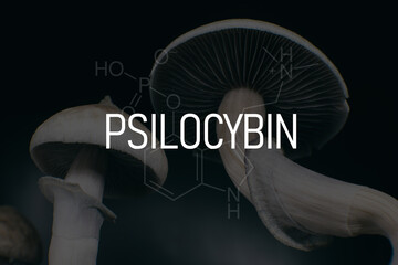 chemical formula of psilocybin on a blackboard Mushroom. Psilocybin mushroom.