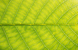 Fototapeta  - walnut green leaf texture