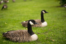 Beautiful Canada Goose Portrait In Park. Two Gooses Relaxing, Sitting, Laying