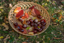 Group Of Fresh Chestnuts On Shallow Wicker Basket With Dry Colorful Autumn Leaves In Green Grass, Nuts One By One On Basket