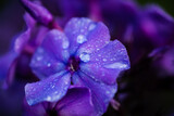 Fototapeta  - Background From Phlox Flower In Garden In Summer Close-Up.
