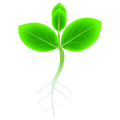 Wall Mural - Sprout of persimmon with roots on a white background.