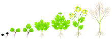 Cycle of growth of a plant of a canola isolated on a white background.
