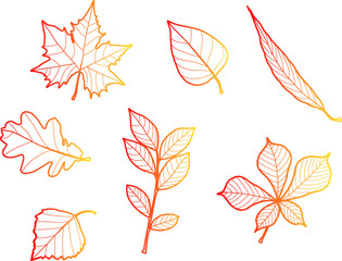 Vector hand drawn color outline illustration of autumn leaves in orange, red and yellow colors. Isolated objects on white background. For creating various autumn fall designs