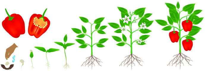 Wall Mural - Cycle of growth of a plant of red pepper, isolated on a white background.
