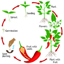 Cycle Of Growth Of A Plant Of Chili Peppers On A White Background.