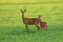 European Roe Deer, Capreolus Capreolus, In Green Meadow. Doe And Fawn Standing In Grass And Grazing. Wild Animals In Natural Habitat. Animal Mother And Child In Summer Nature.