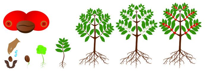 Wall Mural - A growth cycle of coffee plants isolated on a white background.