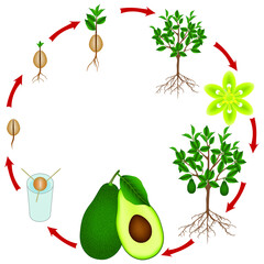 Canvas Print - Life cycle of an avocado tree on a white background.