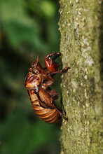 Cicada Exoskeleton On A Tree