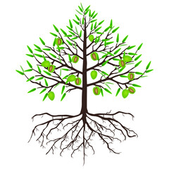 Wall Mural - A tree of almonds with fruits and roots on a white background.