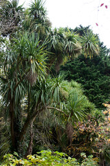 palm tree in the forest